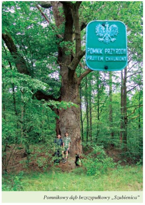 Pomnikowy dąb bezszypułkowy