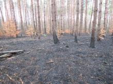 Pożar na terenie Leśnictwa Czerce