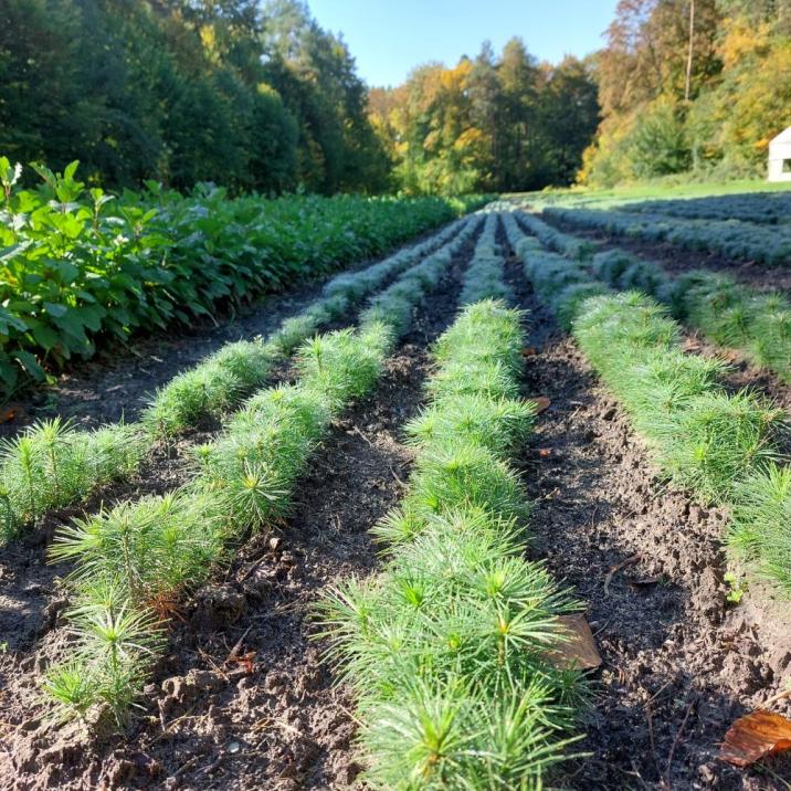 sadzonki na szkółce leśnej